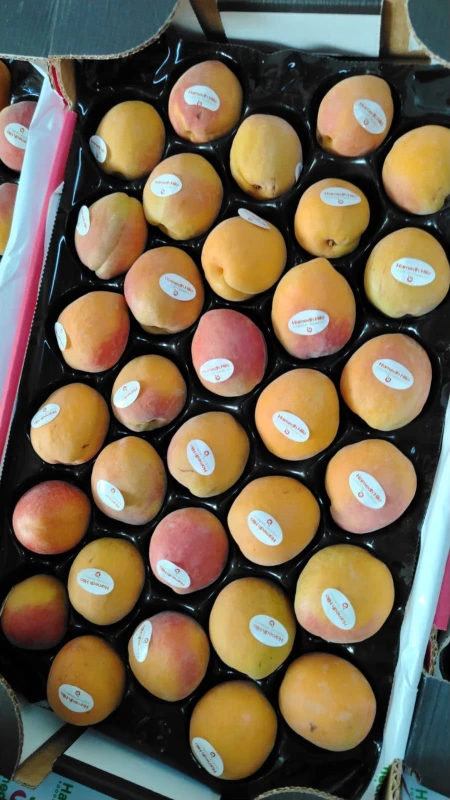 مشمش اردني