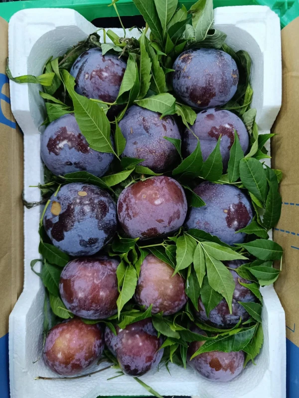 خوخ الجوهرة